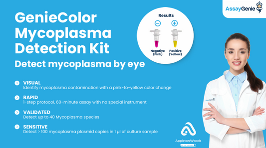 Mycoplasma Detection Made Simple in Cell Culture
