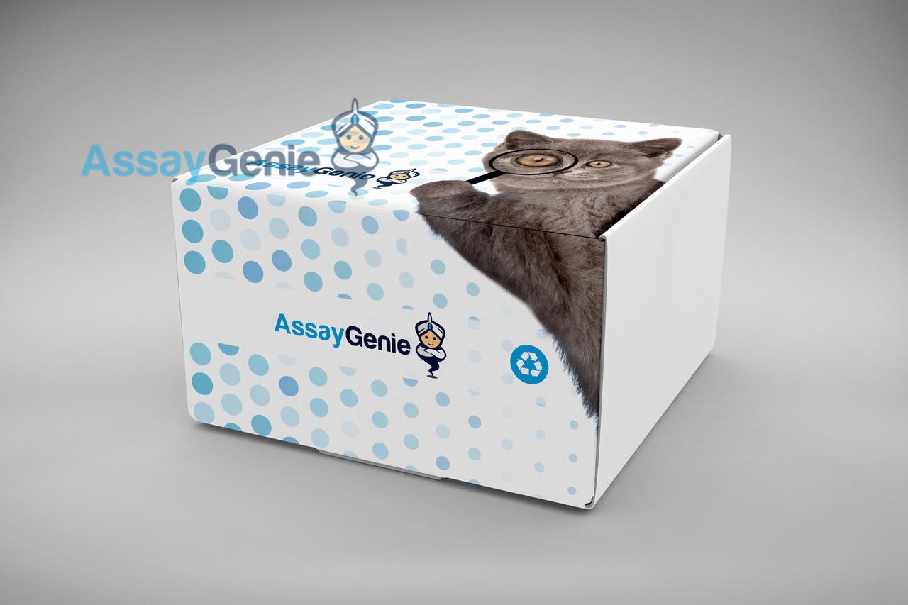 Human PCK2 (Phosphoenolpyruvate carboxykinase [GTP], mitochondrial) ELISA Kit